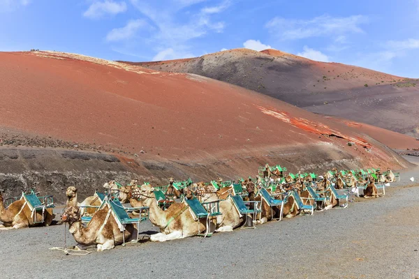 Camelos no Parque Nacional de Timanfaya esperando turistas — Fotografia de Stock