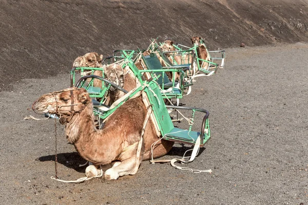 Camellos en el Parque Nacional de Timanfaya esperando a los turistas — Foto de Stock