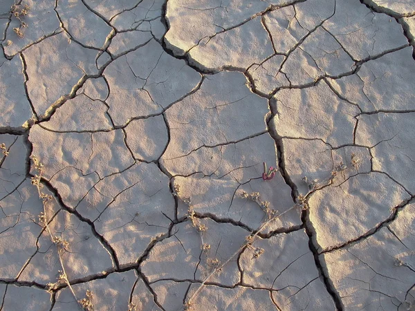 Dried earth in the desert — Stock Photo, Image