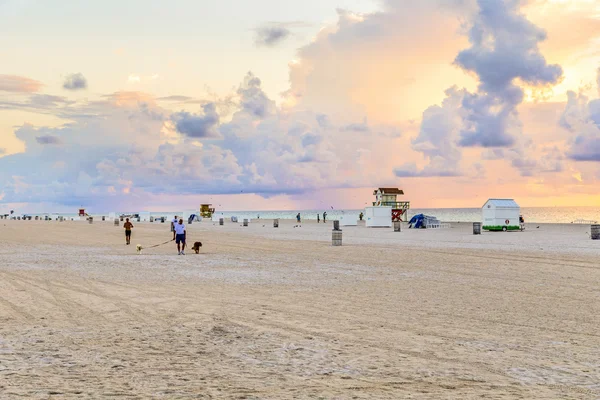 Man in late afternoon walks along south beach with his dogs — Stock Photo, Image