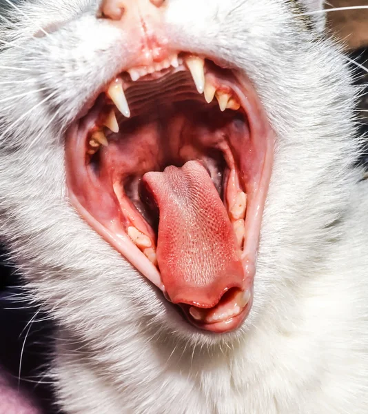 Jeune chat à bouche ouverte à la maison — Photo