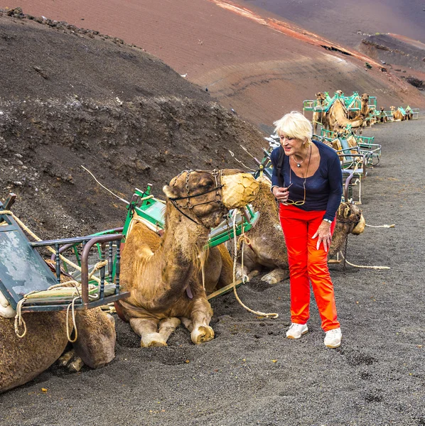 Develerle bir deveye binmek için arayan kadın ejnjoys — Stok fotoğraf