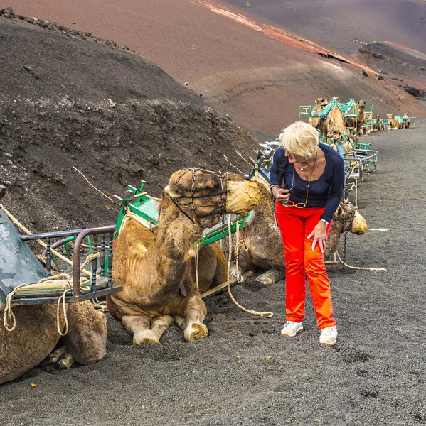 Woman ejnjoys looking to camels for a camel ride — Stock Photo, Image