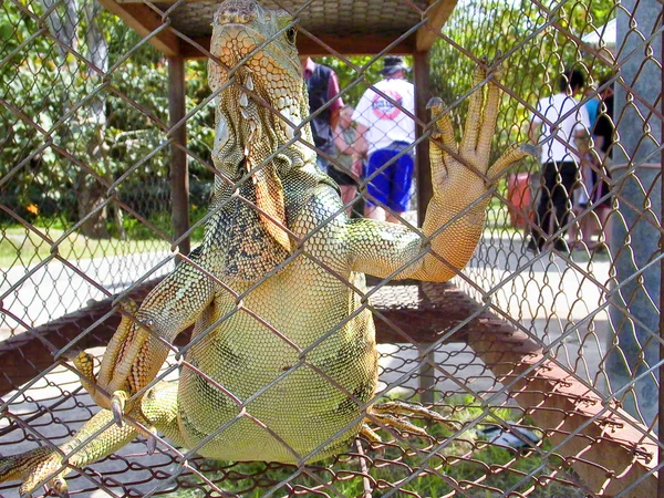 Lagarto en una jaula en Bali, Indonesia — Foto de Stock