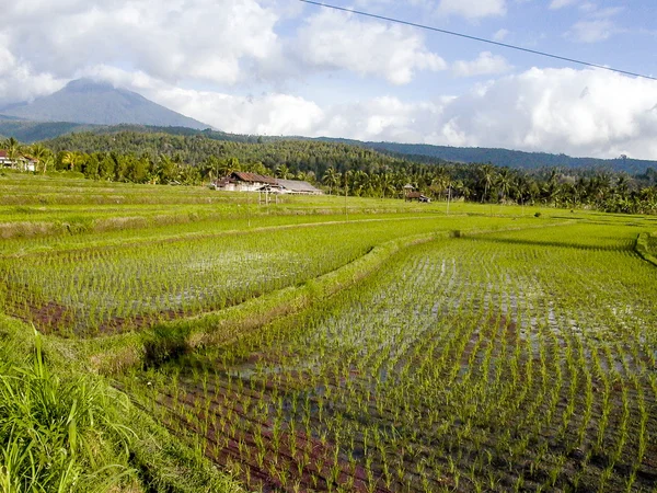 Risaie con irrigazione ad acqua a Bali — Foto Stock