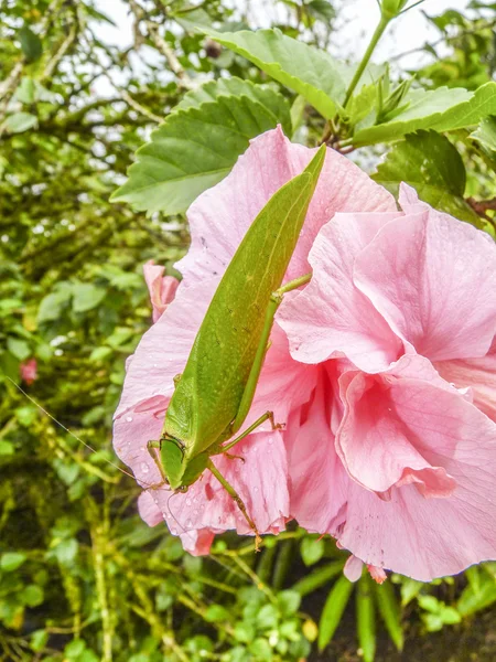 Szöcske ellazítja a rózsaszín virág — Stock Fotó