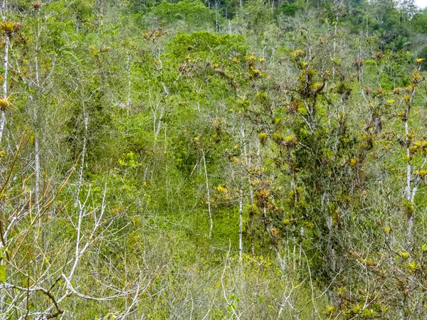 Bomen in de jungle in Zuid-Amerika — Stockfoto