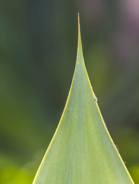 Aloe vera — Foto Stock