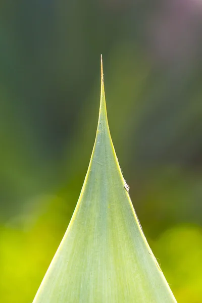 Aloe vera — Foto Stock