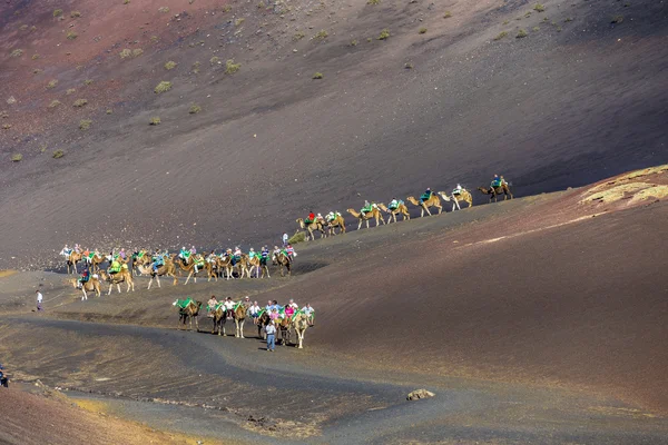 Turisteja kameli safari — kuvapankkivalokuva