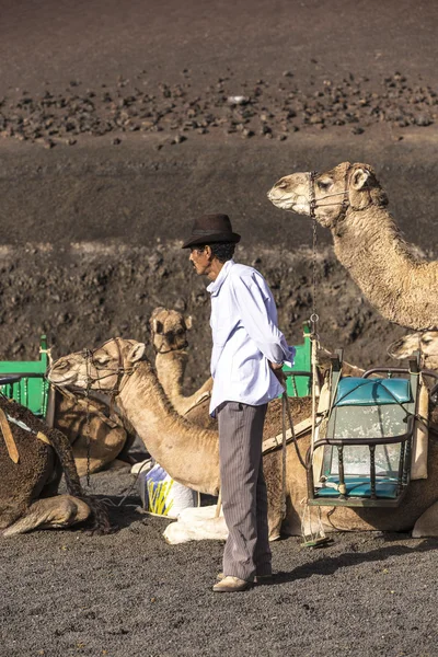 Local camel riding man prepares the camels for a ride with touri — Stock Photo, Image
