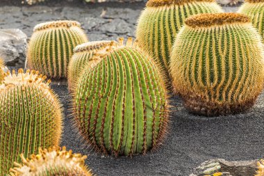  pile of Echinocactus grusonii, cactus typical of southern hemis clipart