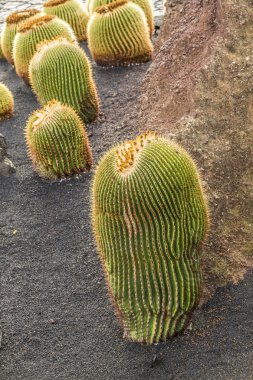  Echinocactus grusonii, kaktüs Güney hemis tipik yığını