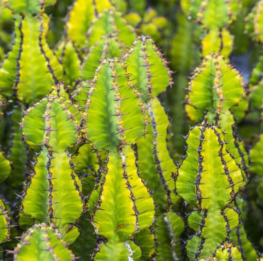 kaktüsler alanında büyüyen 