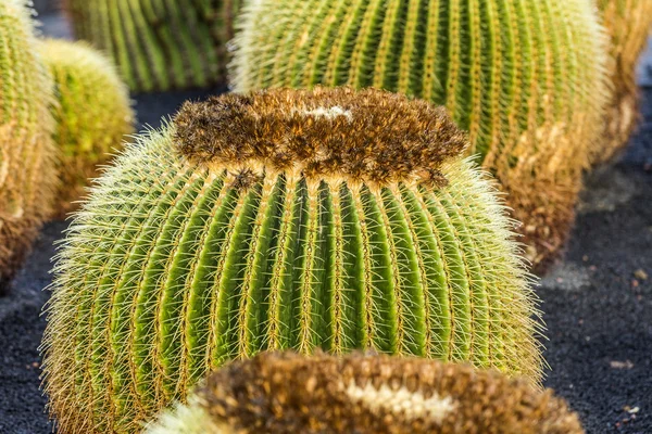 Pila de Echinocactus grusonii, cactus típico del sur de hemis —  Fotos de Stock