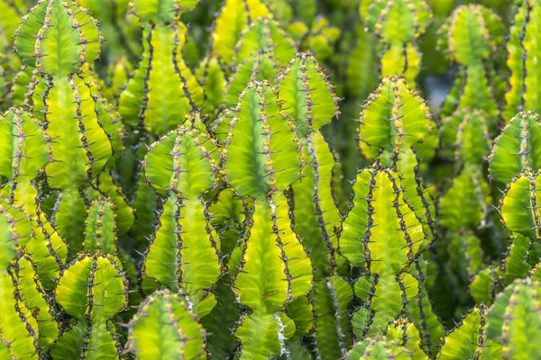 Cactus che crescono nel campo — Foto Stock