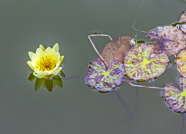 湖に浮かぶスイレン — ストック写真