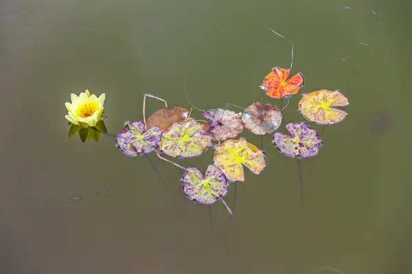 Ninfee galleggiante nel lago — Foto Stock