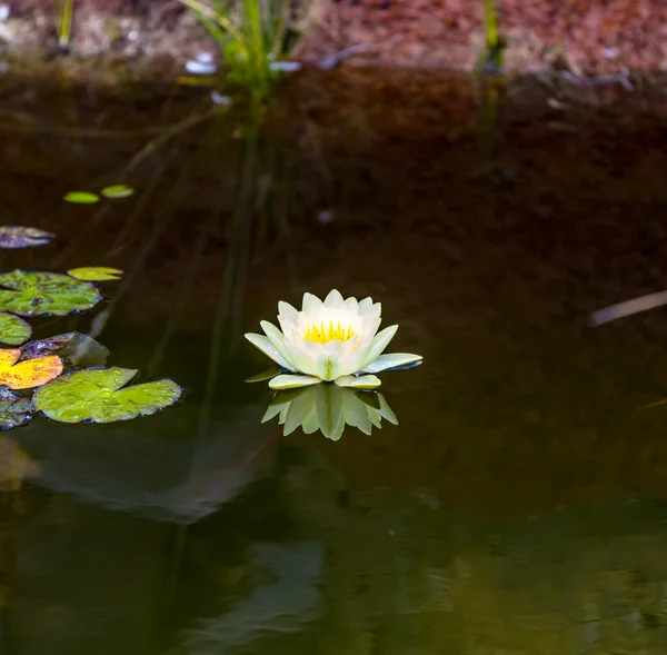 Giglio d'acqua in fiore galleggiante nel lago — Foto Stock