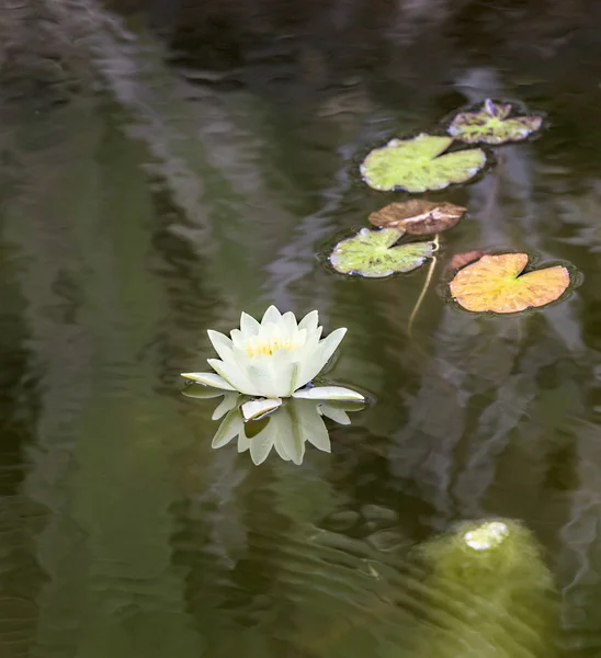 Giglio d'acqua in fiore galleggiante nel lago — Foto Stock