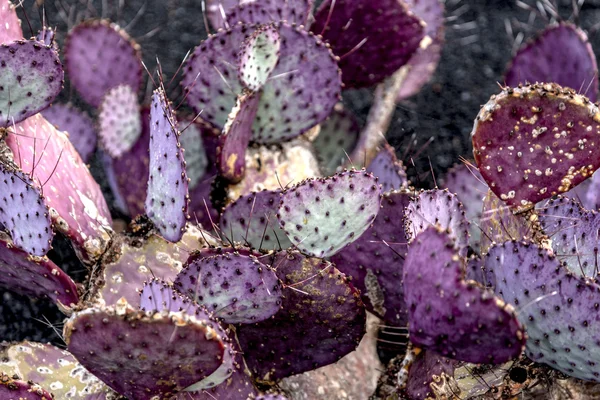 Cimici farinosi di cocciniglia sui cactus — Foto Stock