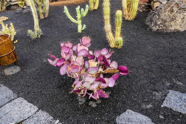 Cochenille melig bugs op cactussen — Stockfoto