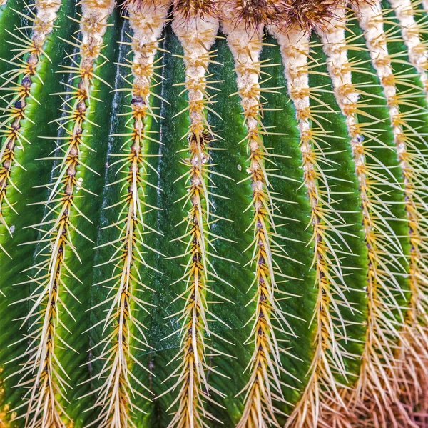 Green cactus with sharp thorn — Stock Photo, Image