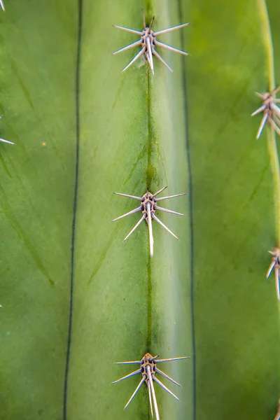 Zöld kaktusz. Zamatos. Makró megtekintése — Stock Fotó