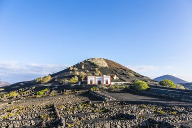 La Geria, Lanzarote, Kanarya Adaları'nda üzüm bağları