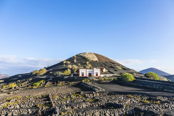 Wijngaarden in La Geria, Lanzarote, Canarische eilanden — Stockfoto