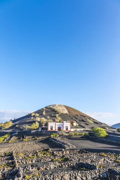 Wijngaarden in La Geria, Lanzarote, Canarische eilanden — Stockfoto
