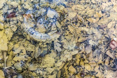 creek renk sonbahar yaprakları