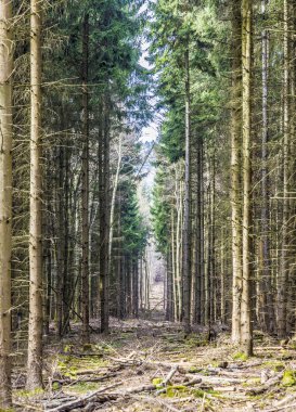 patika bir çam ormanı