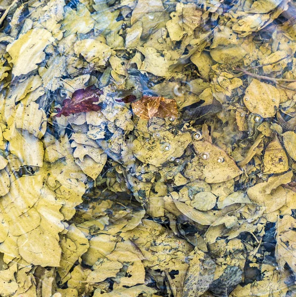 Autumn leaves creek color — Stock Photo, Image