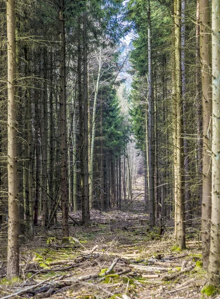 Pěšina přes borový les — Stock fotografie