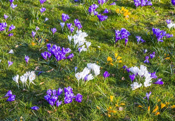 Crocus egyike az első tavaszi virágok használhatja háttérként — Stock Fotó