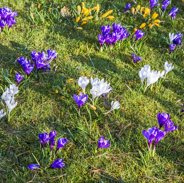 Crocus est l'une des premières fleurs de printemps peut utiliser comme fond — Photo