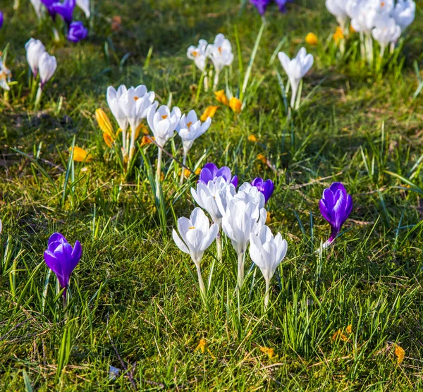 Crocus egyike az első tavaszi virágok használhatja háttérként — Stock Fotó