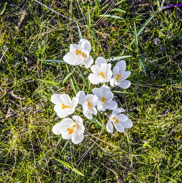 Crocus es una de las primeras flores de primavera puede utilizar como fondo —  Fotos de Stock