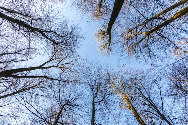 Branches de chêne contre le ciel — Photo