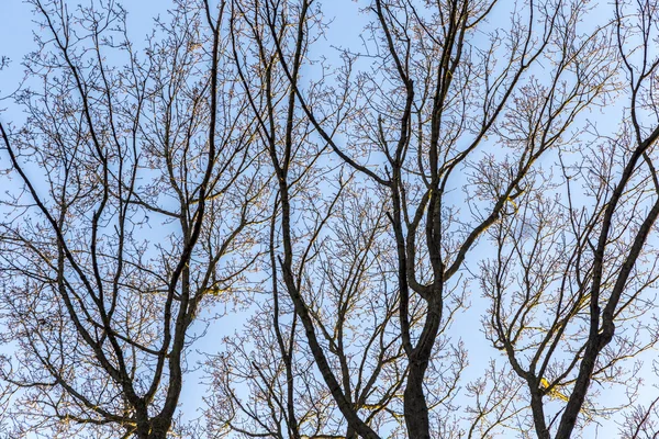 Ramos de carvalho contra o céu — Fotografia de Stock