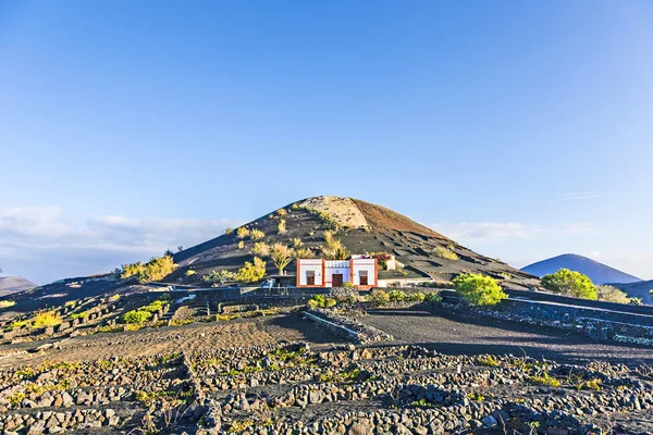 Wijngaarden in La Geria, Lanzarote, Canarische eilanden — Stockfoto