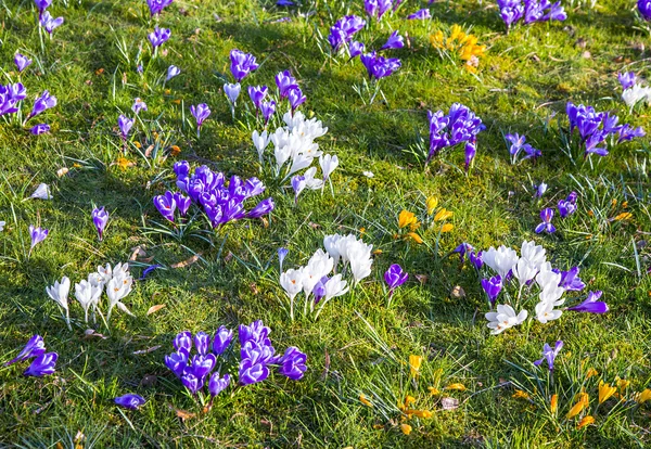 Crocus est l'une des premières fleurs de printemps peut utiliser comme fond — Photo