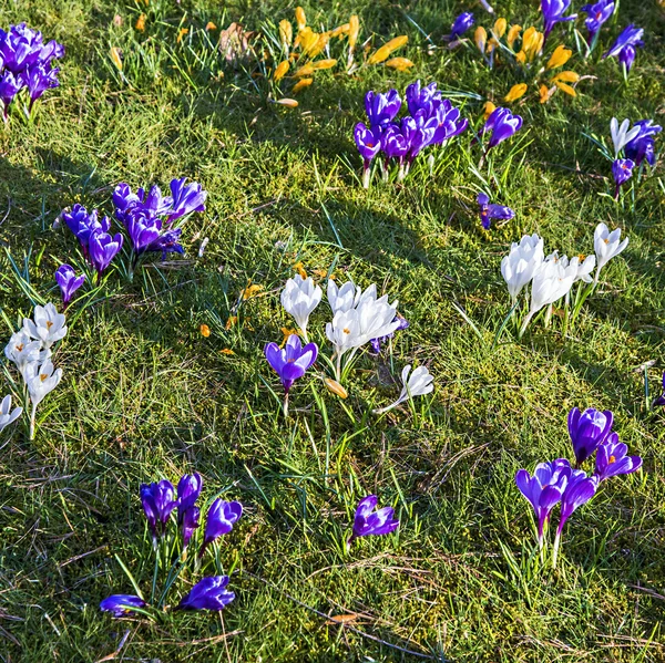 Crocus egyike az első tavaszi virágok használhatja háttérként — Stock Fotó