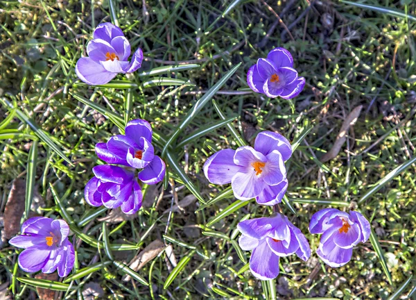 Crocus est l'une des premières fleurs de printemps peut utiliser comme fond — Photo