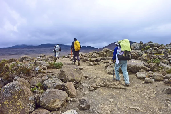 Ihmiset kiipeävät Kilimanjaro, korkein vuori A — kuvapankkivalokuva