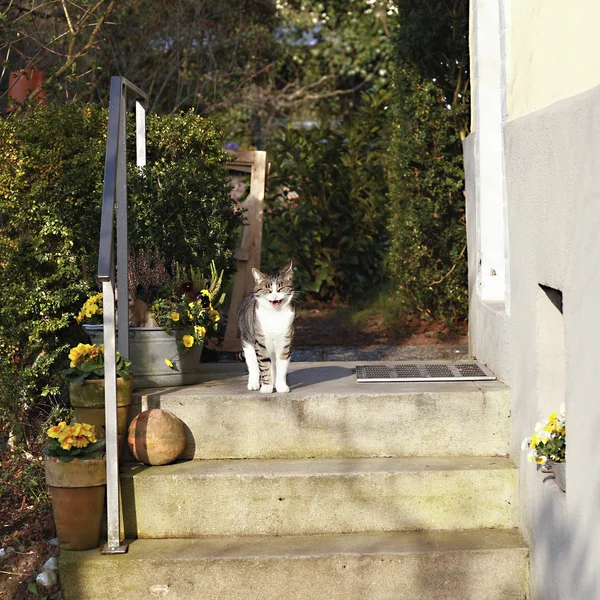 Gato branco e marrom sentado na porta da casa — Fotografia de Stock