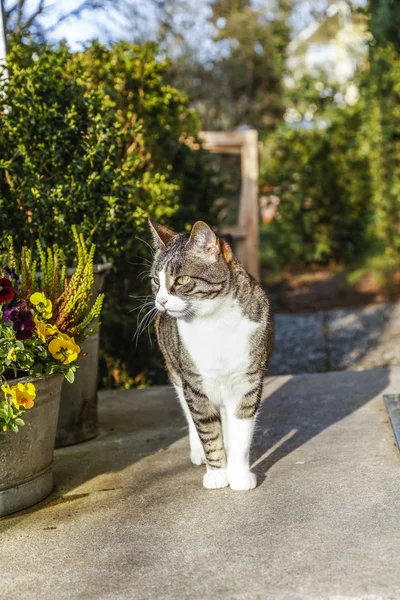 White and brown cat sitting on doorstep of the house — Stock Photo, Image