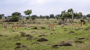 antilop Masai Mara Milli Parkı'nda.