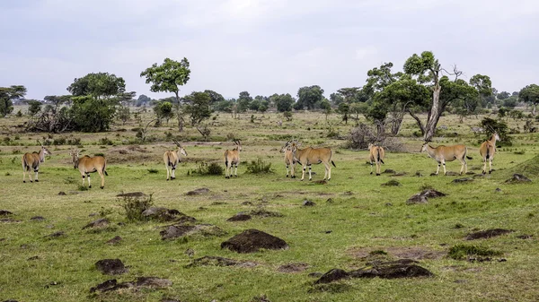 Antílopes en el Parque Nacional Masai Mara . —  Fotos de Stock